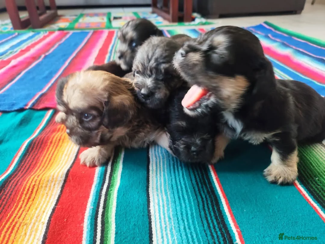 Dandie Dinmont Terrier dogs for sale: Dandie Dinmont Terrier puppies, now ready in London - Advert 8