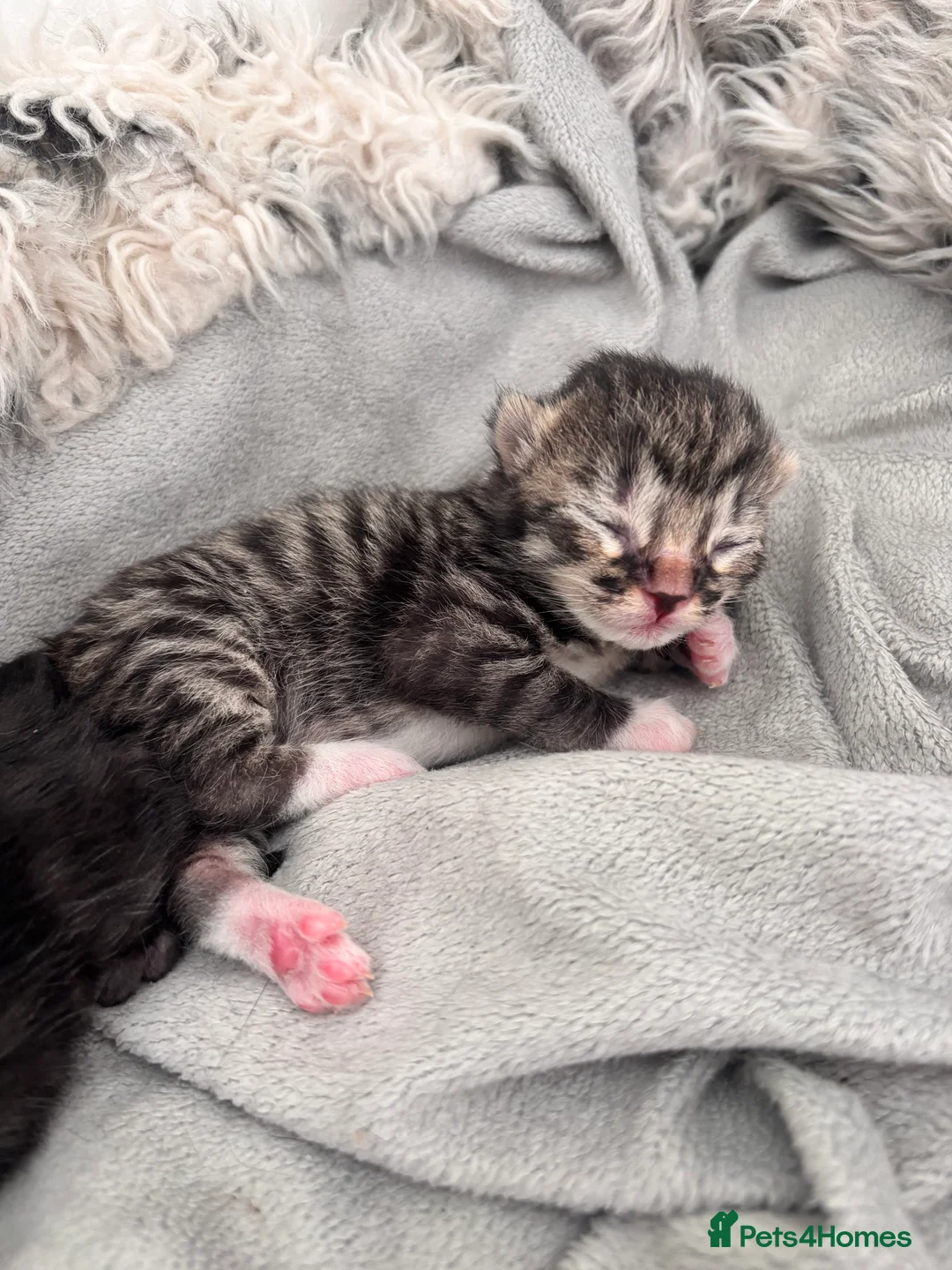 Mixed Breed cats for sale: Bengal mix kittens - Advert 2