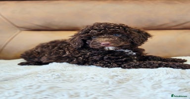 Toy Poodle dogs - Advert 10