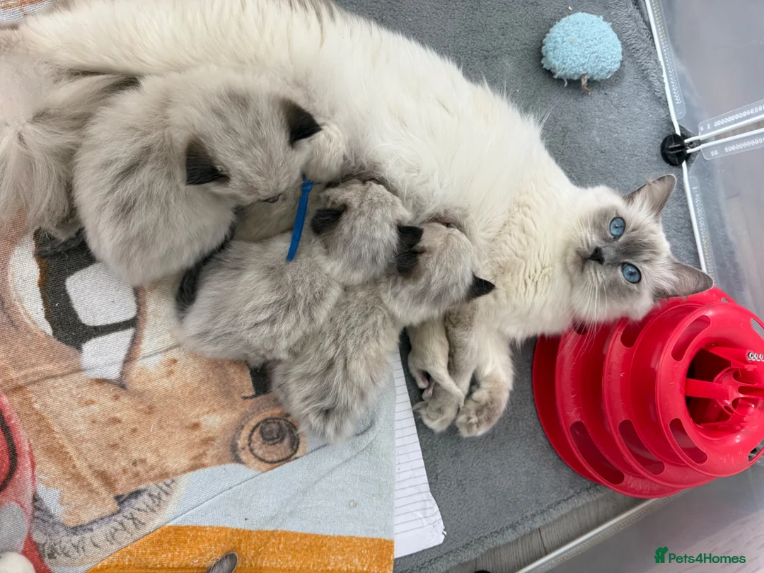 Ragdoll cats for sale: Ragdoll - Advert 1