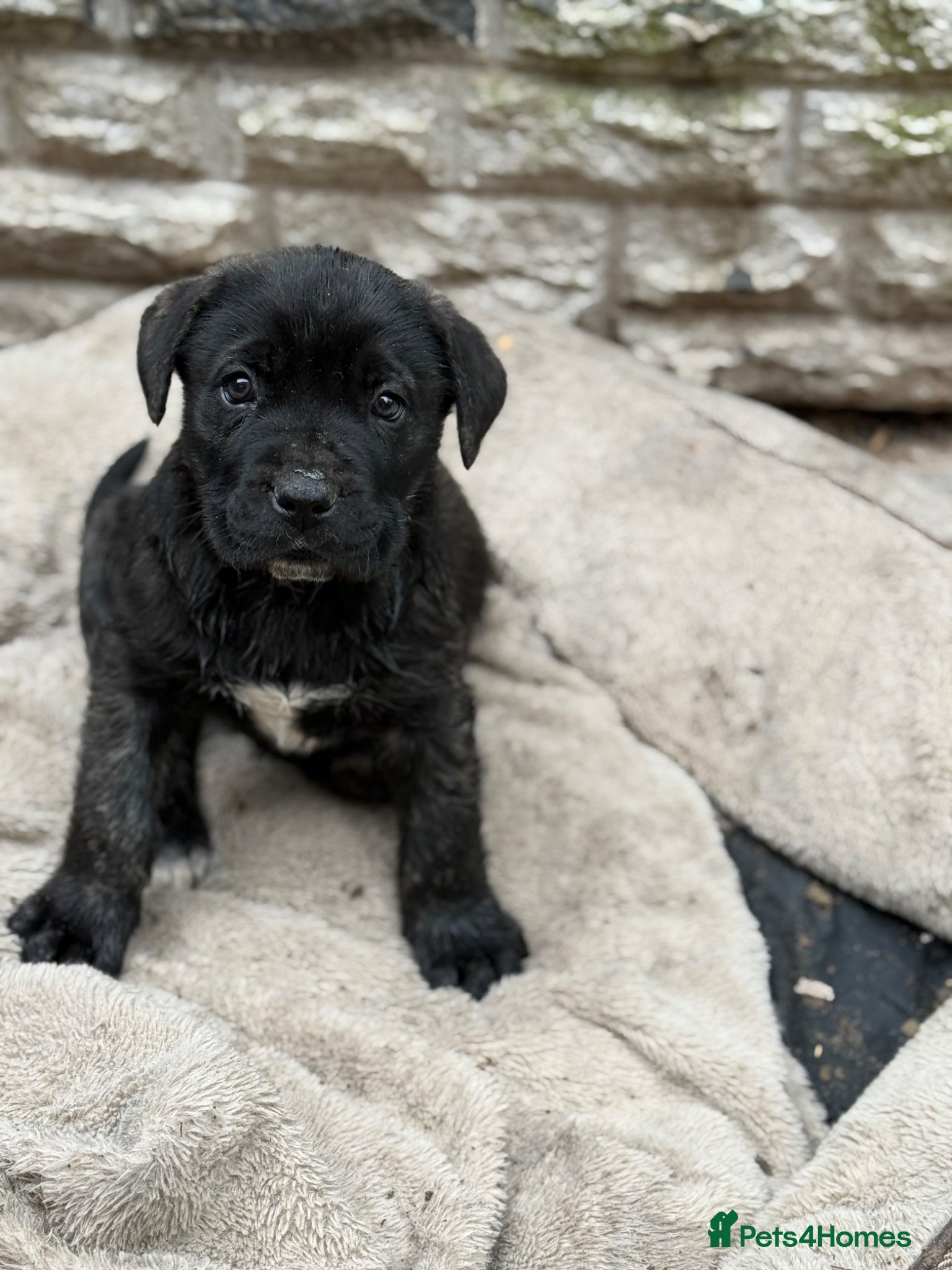 Presa Canario dogs Elite!! 🏆Champion Blood presa Canario pups!! - Advert 11