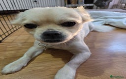 Chug dogs for sale: Lovely female chug for adoption - Image 3