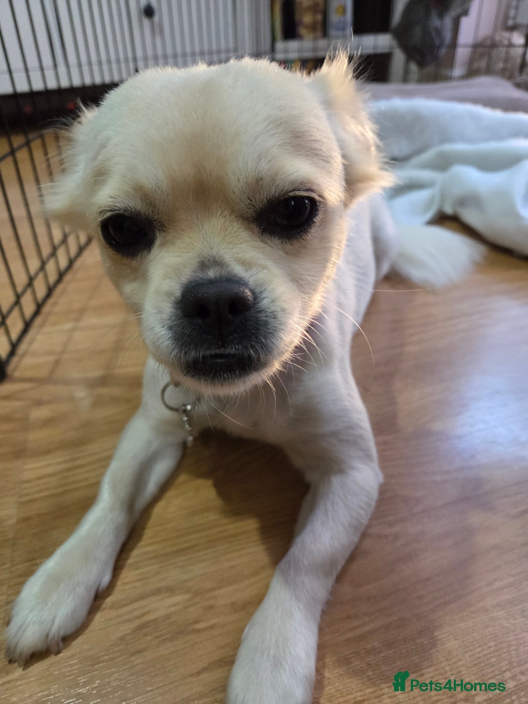 Chug dogs for sale: Lovely female chug for adoption - Image 3