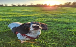 Miniature Dachshund dogs for sale: Miniature Dachsund  - Advert 4