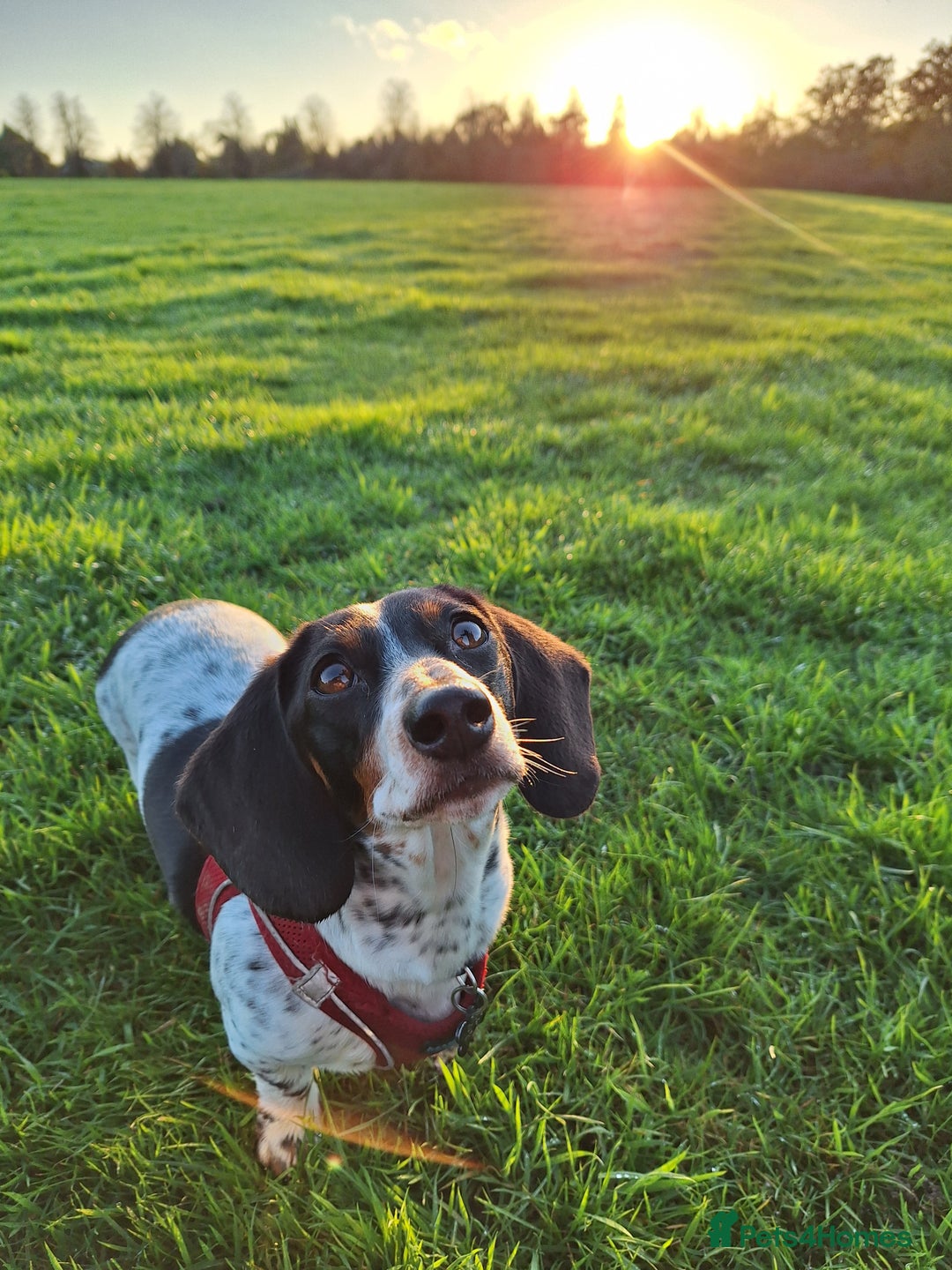 Miniature Dachshund dogs for sale: Miniature Dachsund  - Advert 4