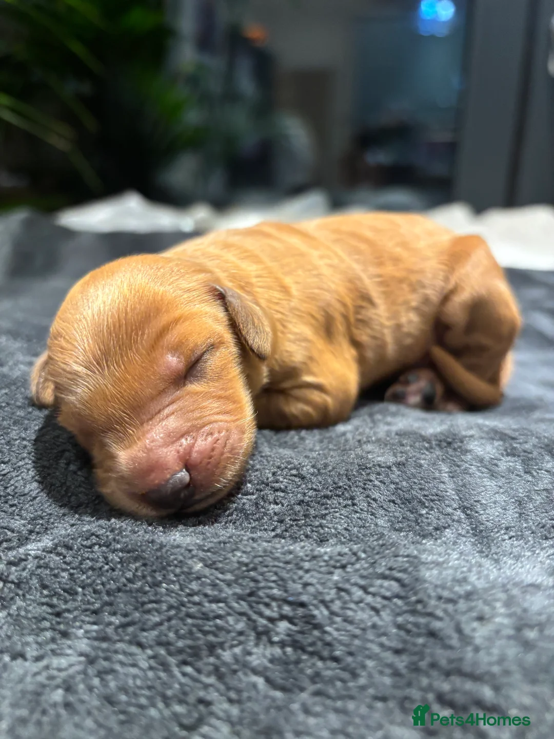 Cockapoo dogs for sale: 🐾Cockapoo Puppies Available for Loving Homes🐾 - Advert 8