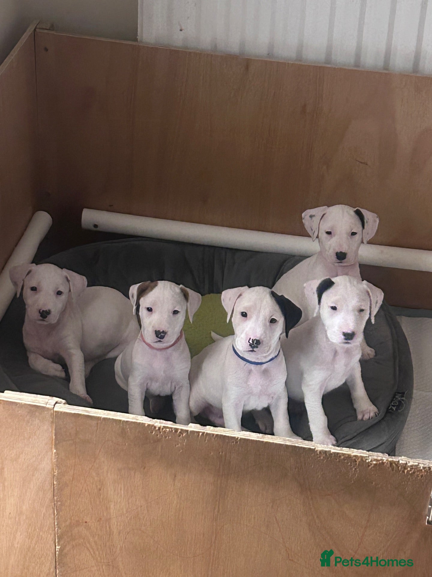 Mixed Breed dogs English bull terrier x Staffordshire bull terrier - Advert 21