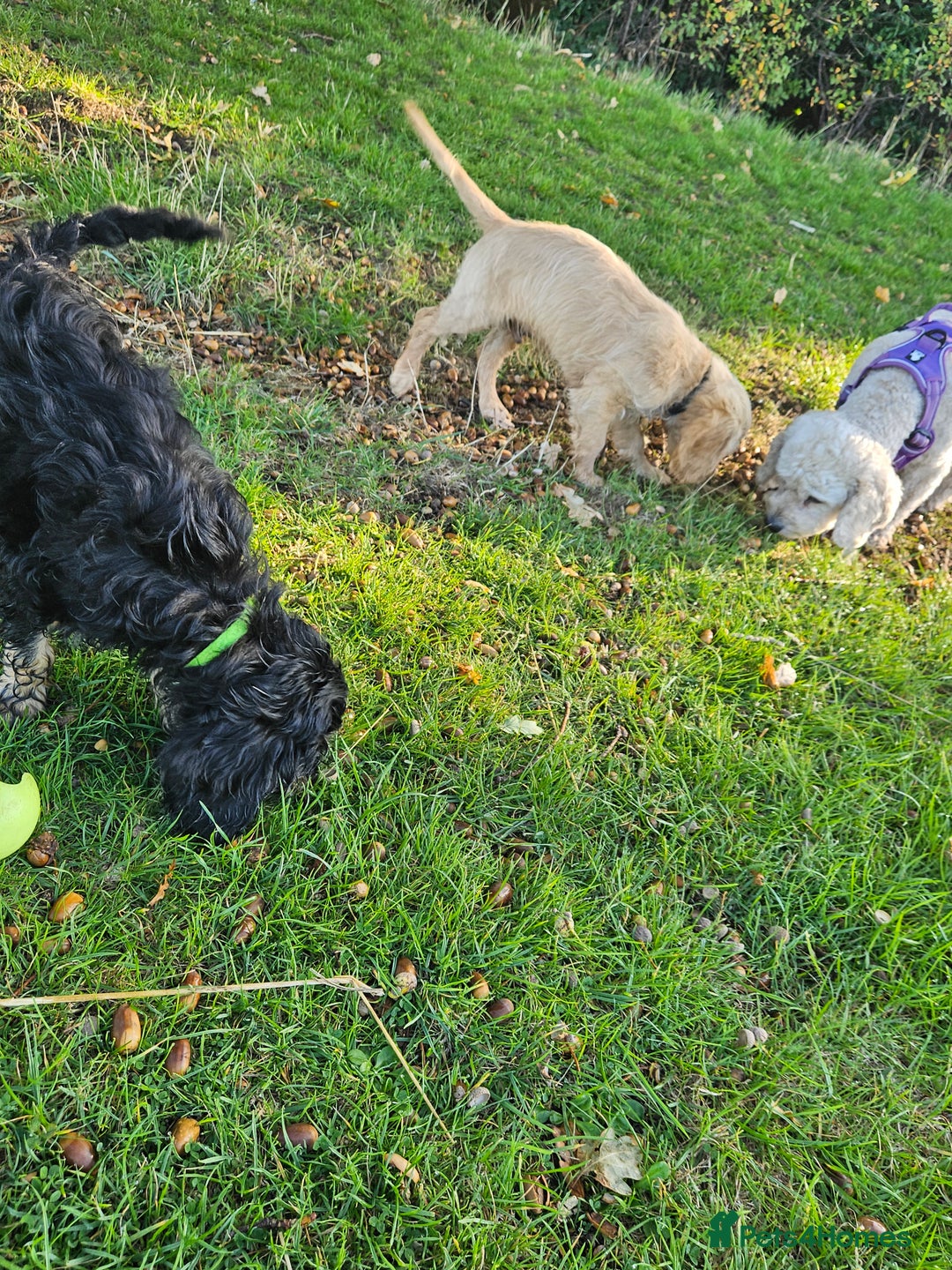 Cockapoo dogs for sale: Cockerpoo  - Image 3