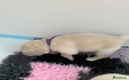 Golden Retriever dogs for sale: Golden Retriever Chunky Puppies for sale - Image 21