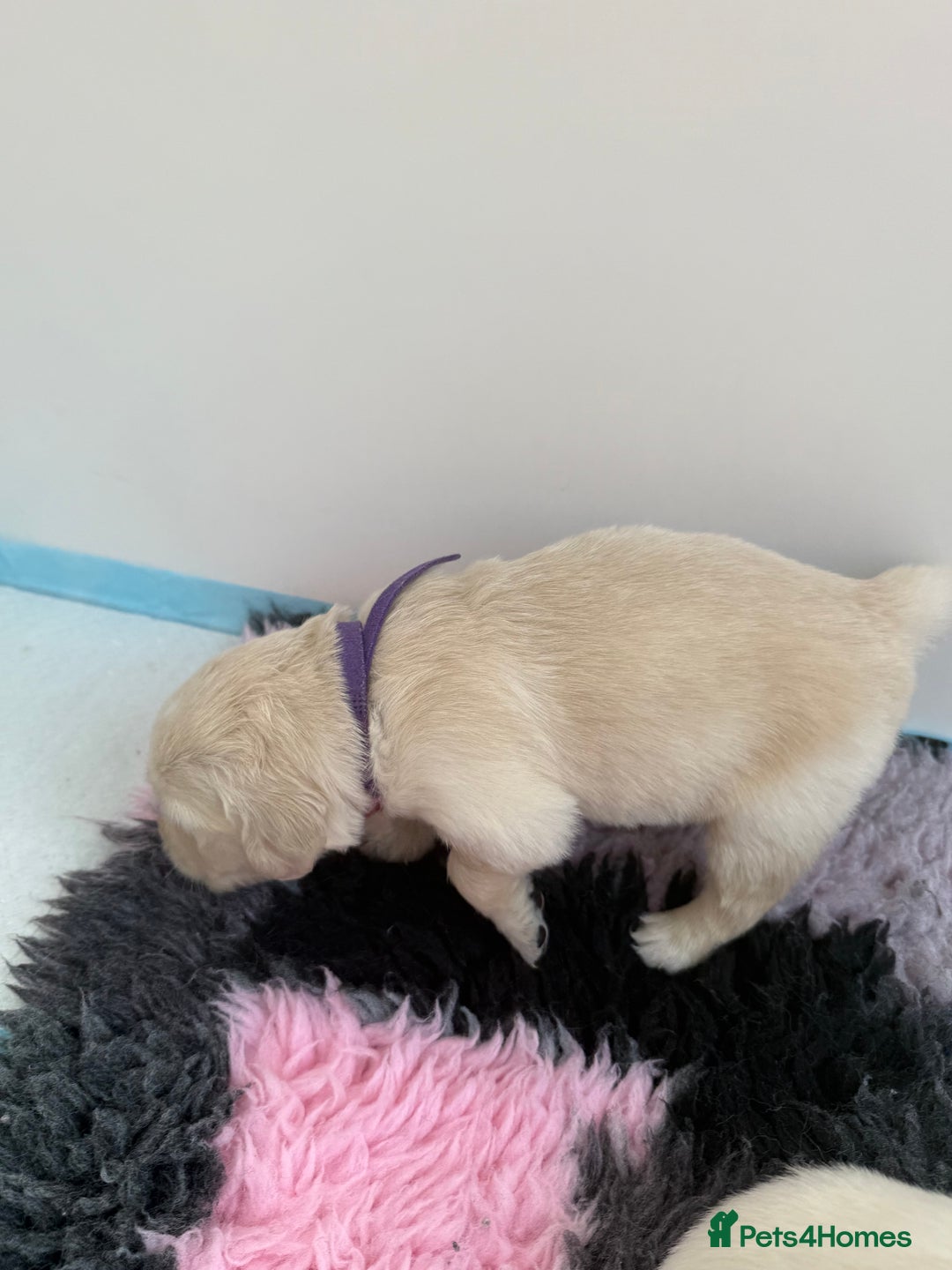 Golden Retriever dogs for sale: Golden Retriever Chunky Puppies for sale - Image 21
