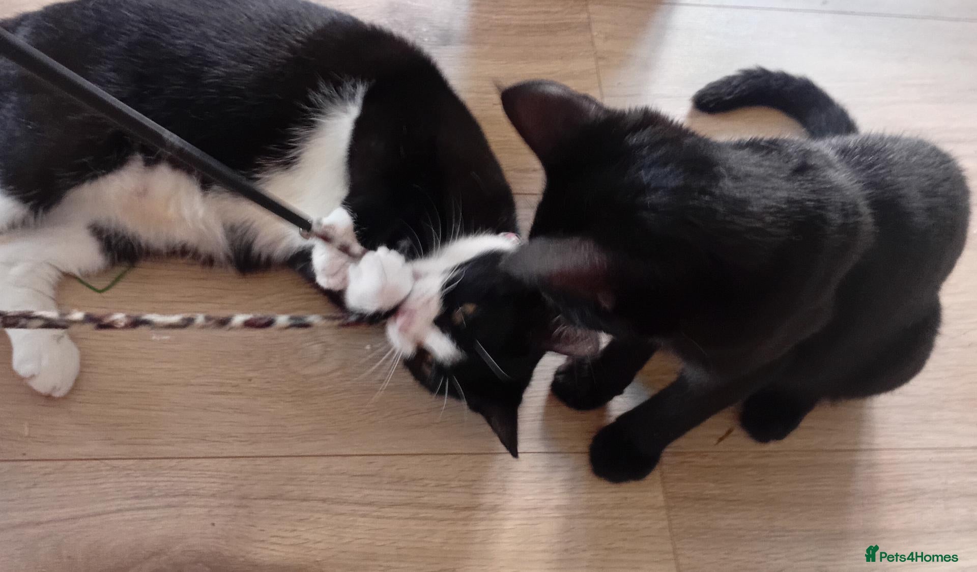Domestic Shorthair cats A Beautiful Girl Looking for her forever home  - Advert 19