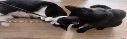Domestic Shorthair cats for adoption: A Beautiful Girl Looking for her forever home  - Advert 2