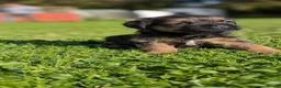 Border Terrier dogs for sale: Boisterous Borders  - Advert 6