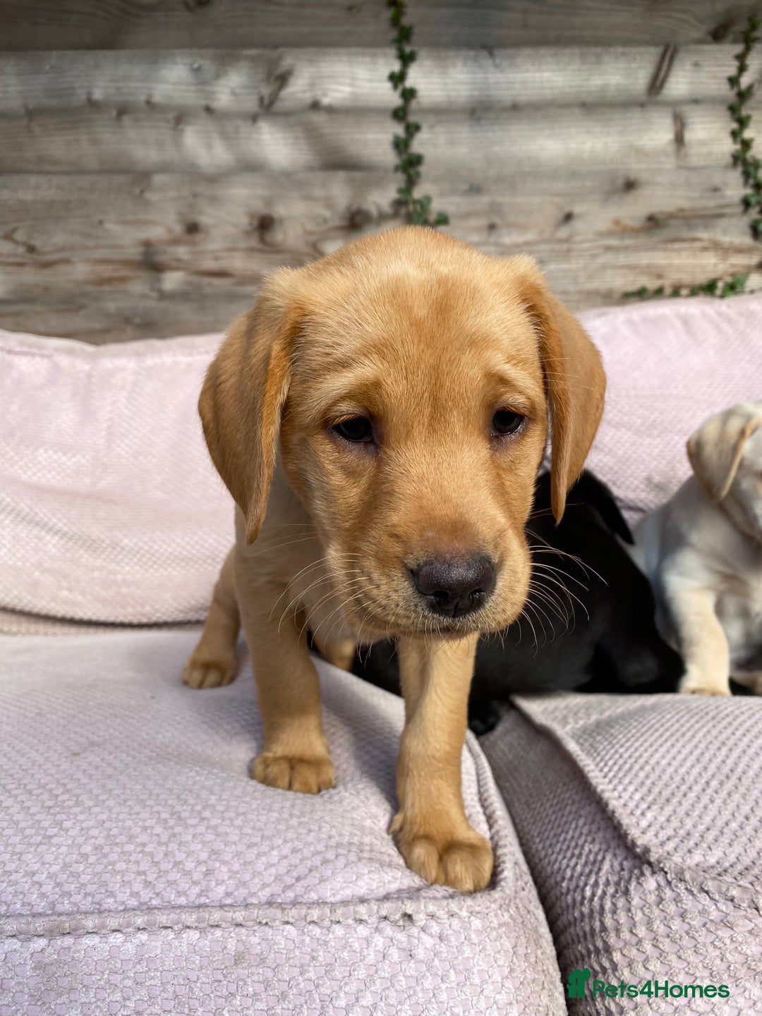 Labrador Retriever dogs for sale: Stunning Labrador Puppies - Image 39