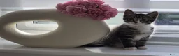 Mixed Breed cats for sale: Fluffy Kittens Available Now - Advert 14