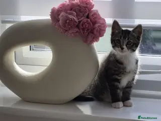 Mixed Breed cats Fluffy Kitten Available Now - Advert 12