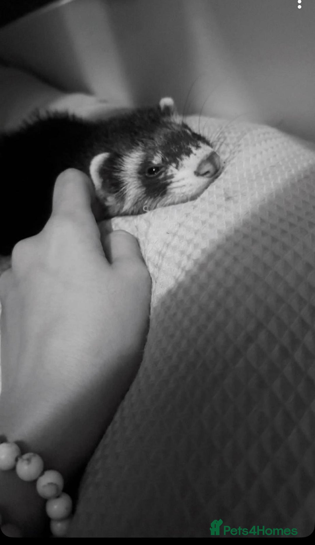 Ferret rodents for sale: Male ferret, with cage and full set up.  - Image 2