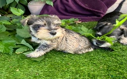 Miniature Schnauzer dogs for sale: Happy healthy miniature Schauzer puppies - Image 7