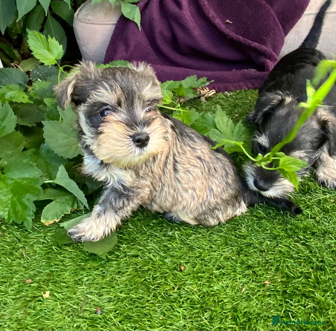 Miniature Schnauzer dogs for sale: Happy healthy miniature Schauzer puppies - Image 7