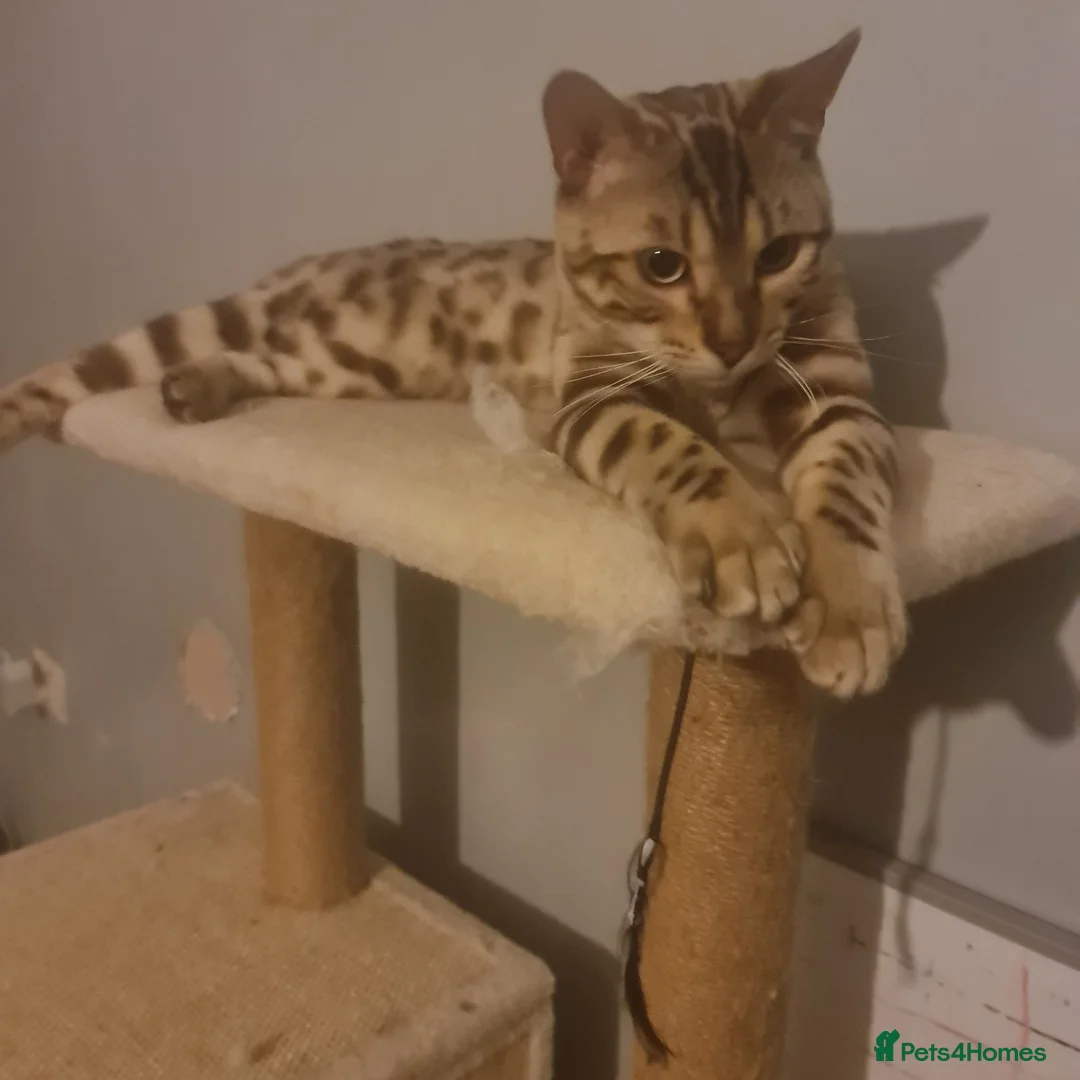 Bengal cats for sale: Bengal - Advert 4