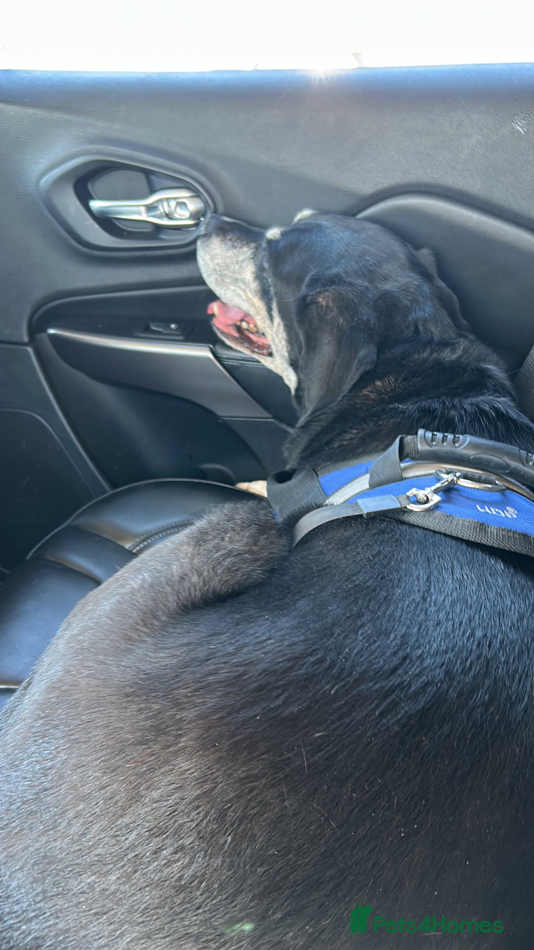 Mixed Breed dogs for sale: Tieka 9yr Old Lab Mix Looking for Forever Home - Image 4
