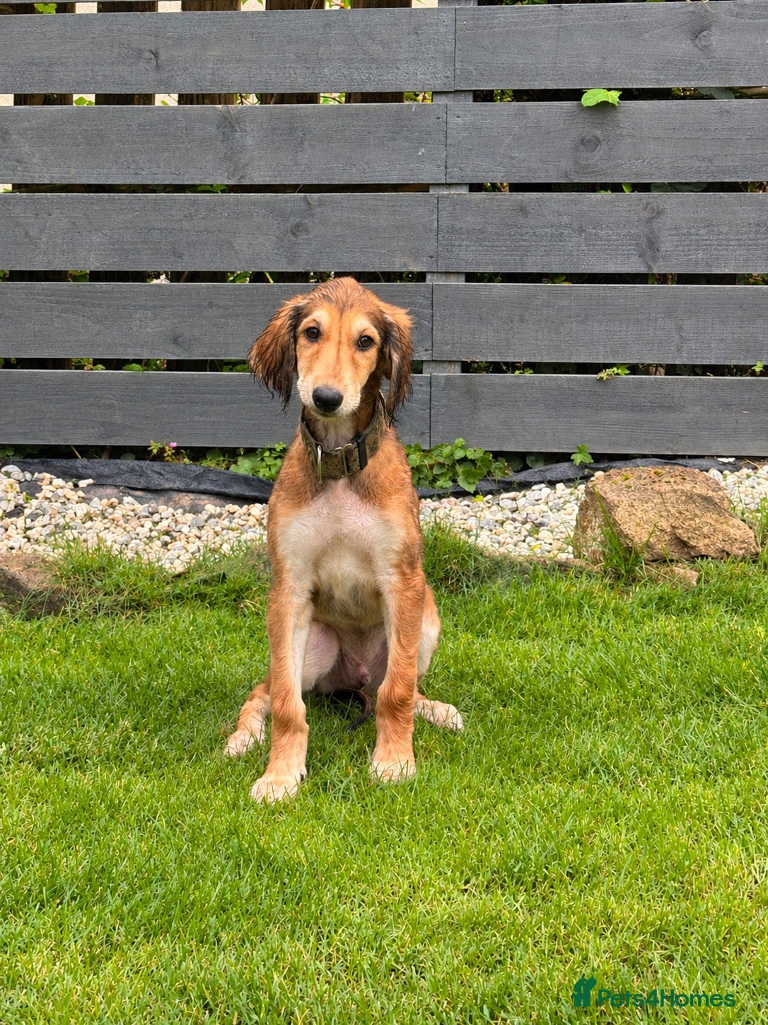 Saluki dogs KC male saluki puppies ready now  - Advert 2
