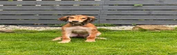 Saluki dogs for sale: Male  Saluki puppy 10 weeks old  - Advert 3
