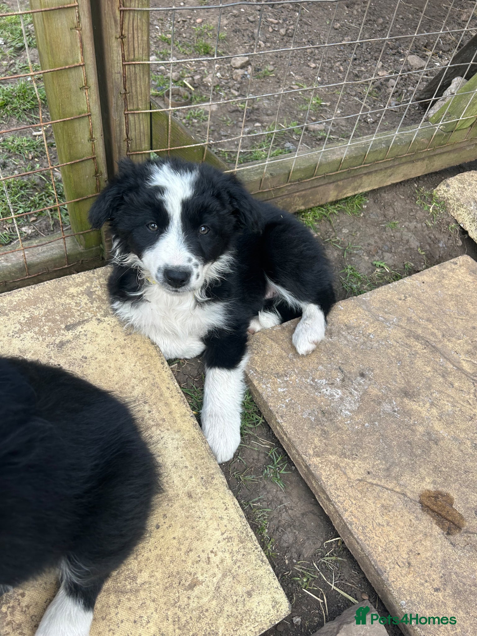 Border Collie dogs One beautiful collie girl - Advert 3