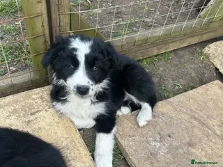 Border Collie dogs One beautiful collie girl - Advert 1