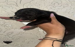 Great Dane dogs for sale: HARLIQUIN & BLACK PUPS KC REGISTERED  - Image 9