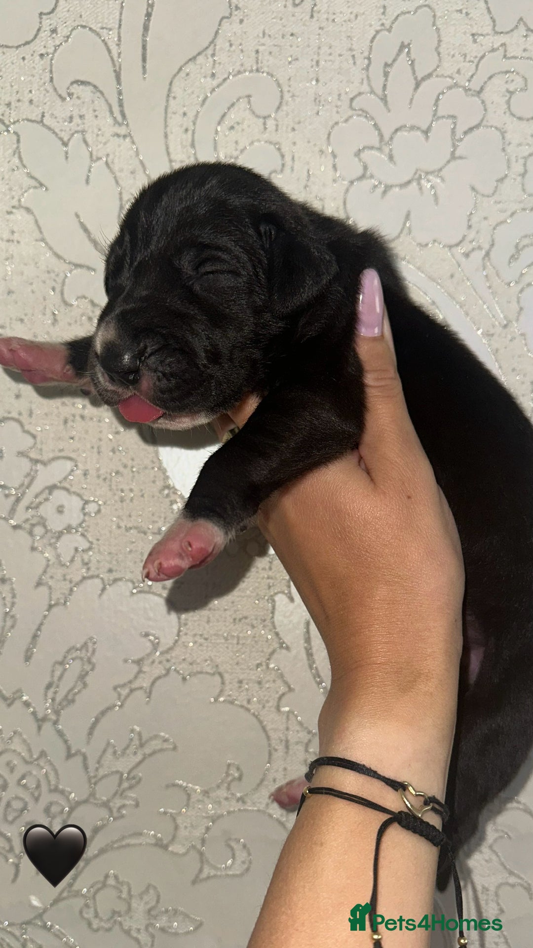 Great Dane dogs for sale: HARLIQUIN & BLACK PUPS KC REGISTERED  - Image 9