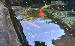 Koi Carp fish for sale: 2 koi both about 11 inches long  - Image 3