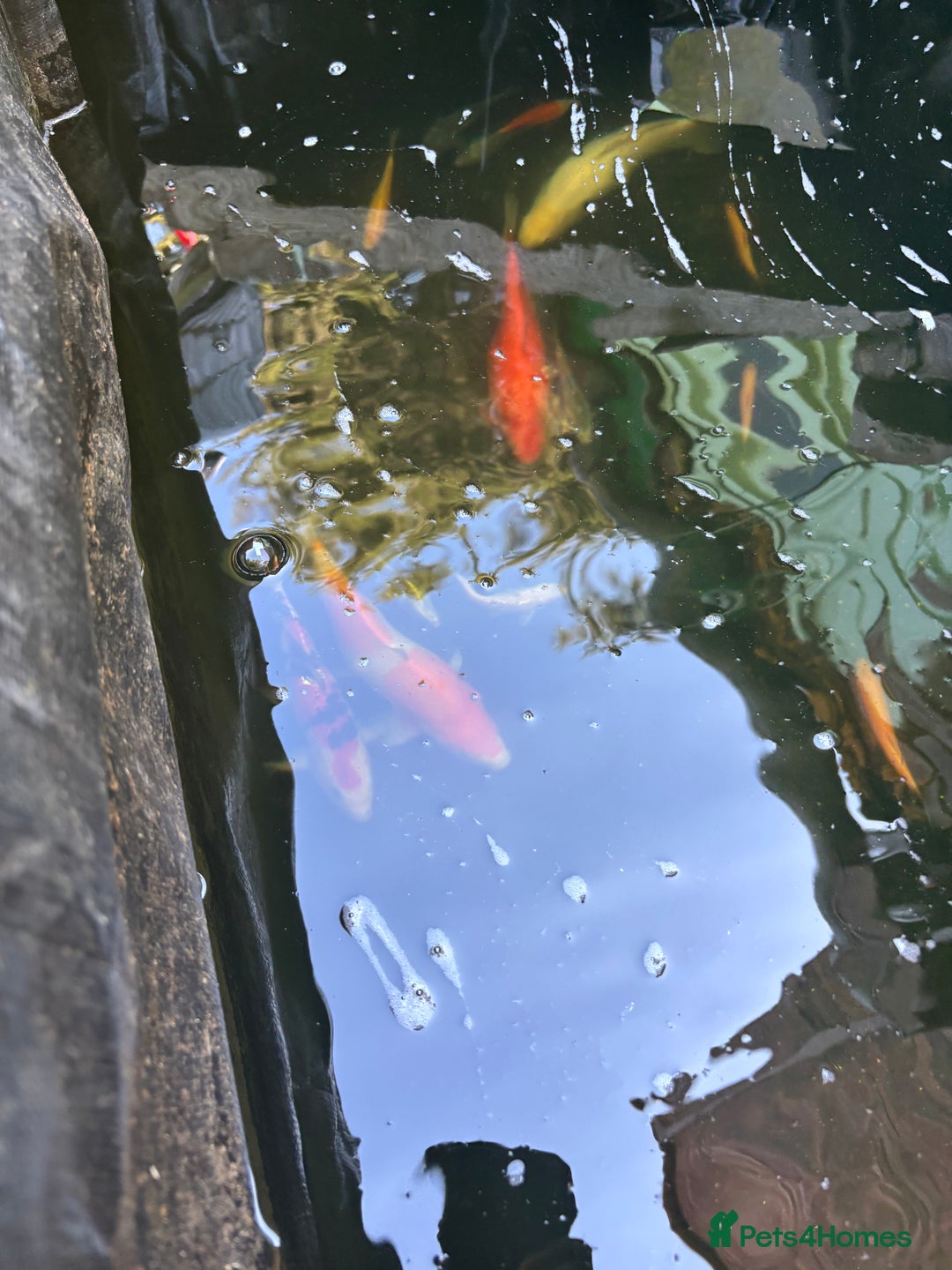 Koi Carp fish for sale: 2 koi both about 11 inches long  - Image 3