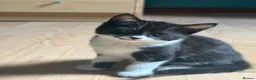 Mixed Breed cats for sale: 2 tuxedo kittens for sale - Advert 3