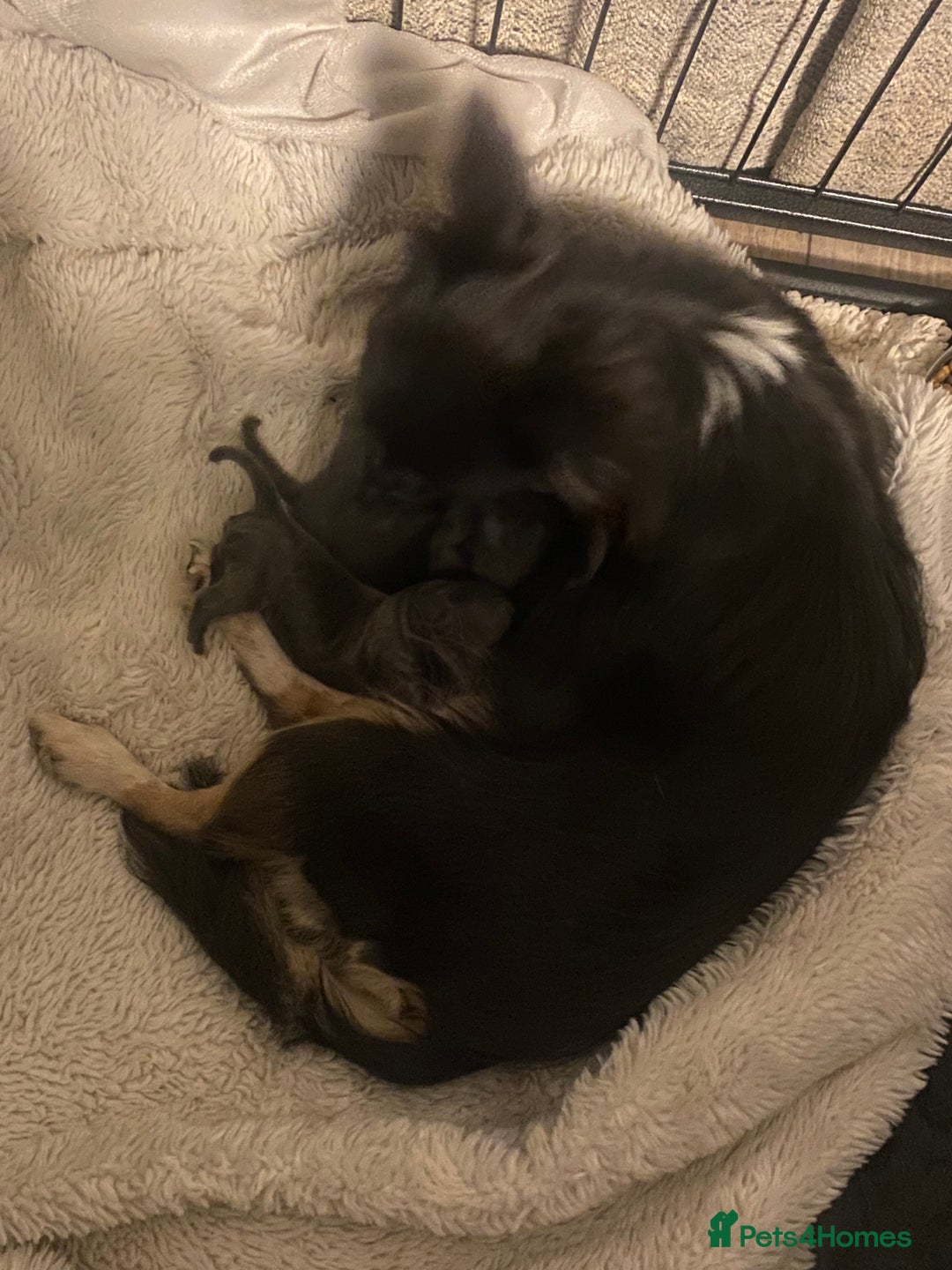 Chihuahua dogs for sale: Female fluffy girl Chihuahua 💕💕💕 - Image 5