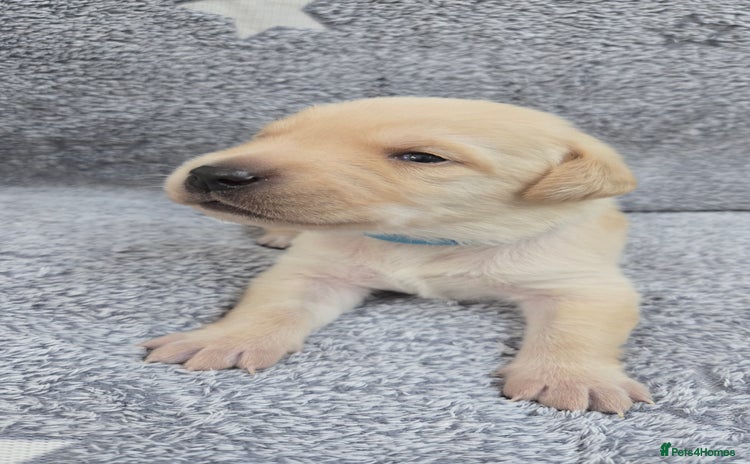 Labrador Retriever dogs - Advert 10