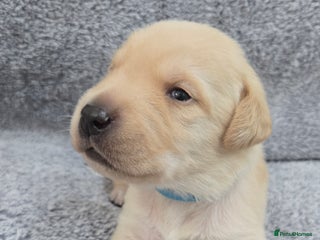 Labrador Retriever dogs - Advert 16