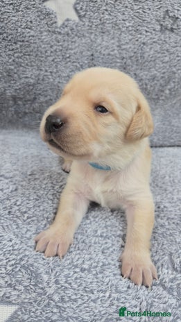 Labrador Retriever dogs - Advert 3