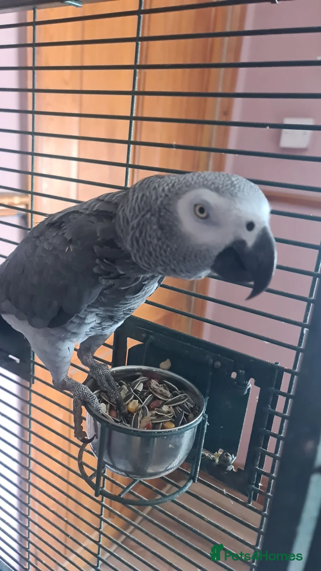 Parrots birds for sale: African grey male  - Advert 2