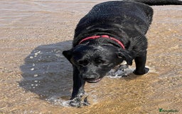 Labrador Retriever dogs for sale: Ready now from Plettenberg Labradors, KC Reg. - Image 10