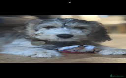 Cockapoo dogs for sale: F1 miniature cockerpoos  in Stoke-on-Trent - Image 21