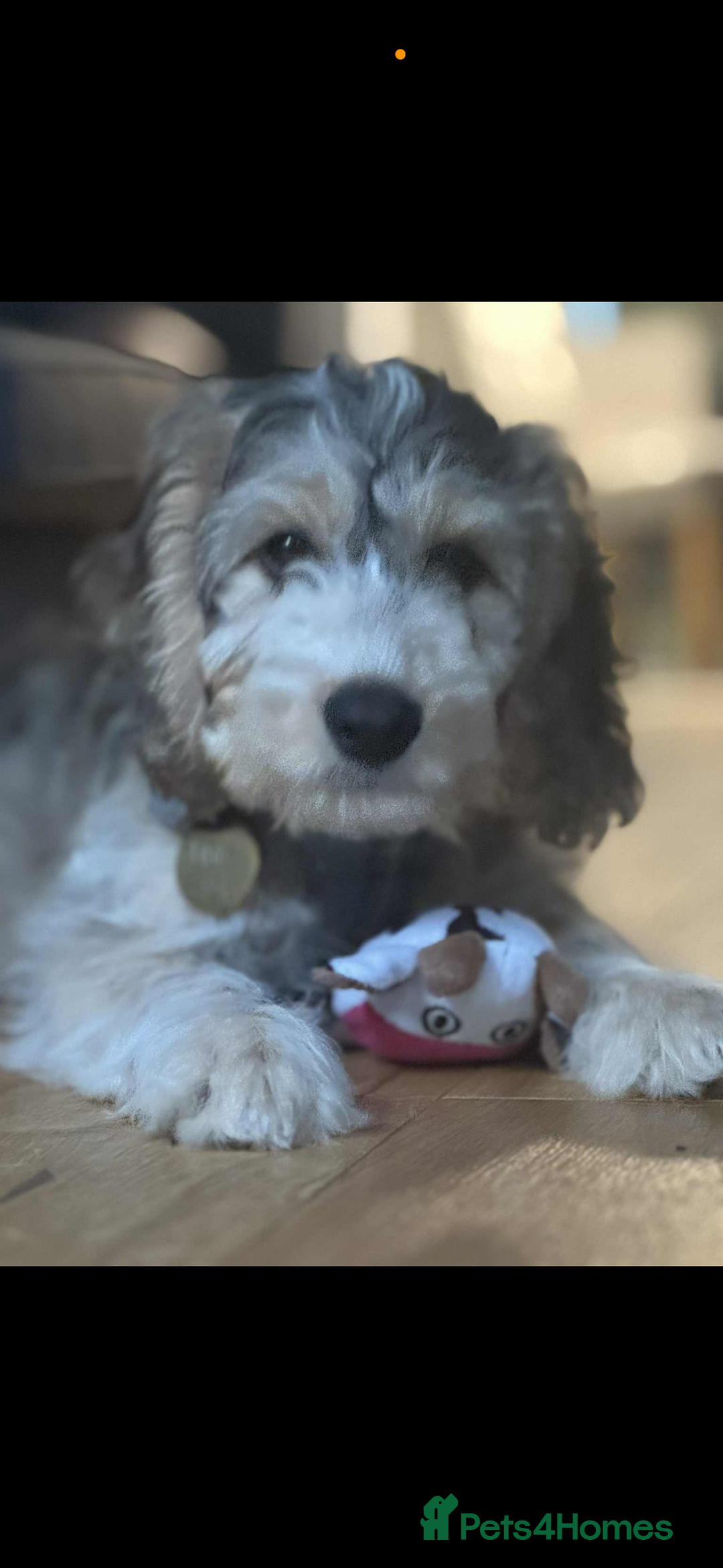 Cockapoo dogs for sale: F1 miniature cockerpoos  in Stoke-on-Trent - Image 21