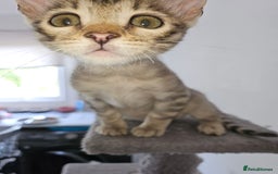 Bengal cats for sale: 2 stunning unique snow bengal kittens left  - Image 23