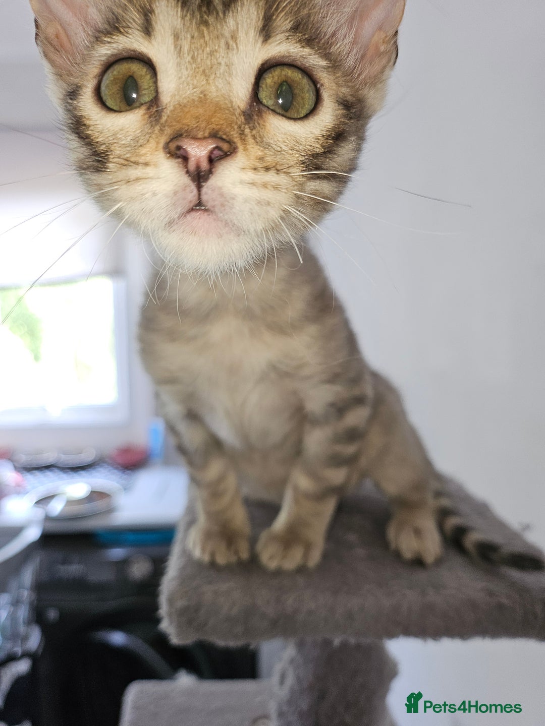 Bengal cats for sale: 2 stunning unique snow bengal kittens left  - Image 23