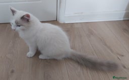 Ragdoll cats for sale: RAGDOLL BICOLOUR BOY BLUE EYES READY NOW! - Image 25