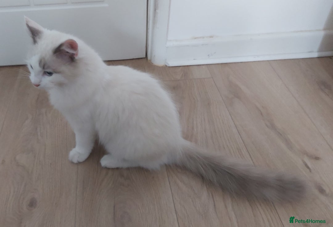 Ragdoll cats for sale: RAGDOLL BICOLOUR BOY BLUE EYES READY NOW! - Image 25