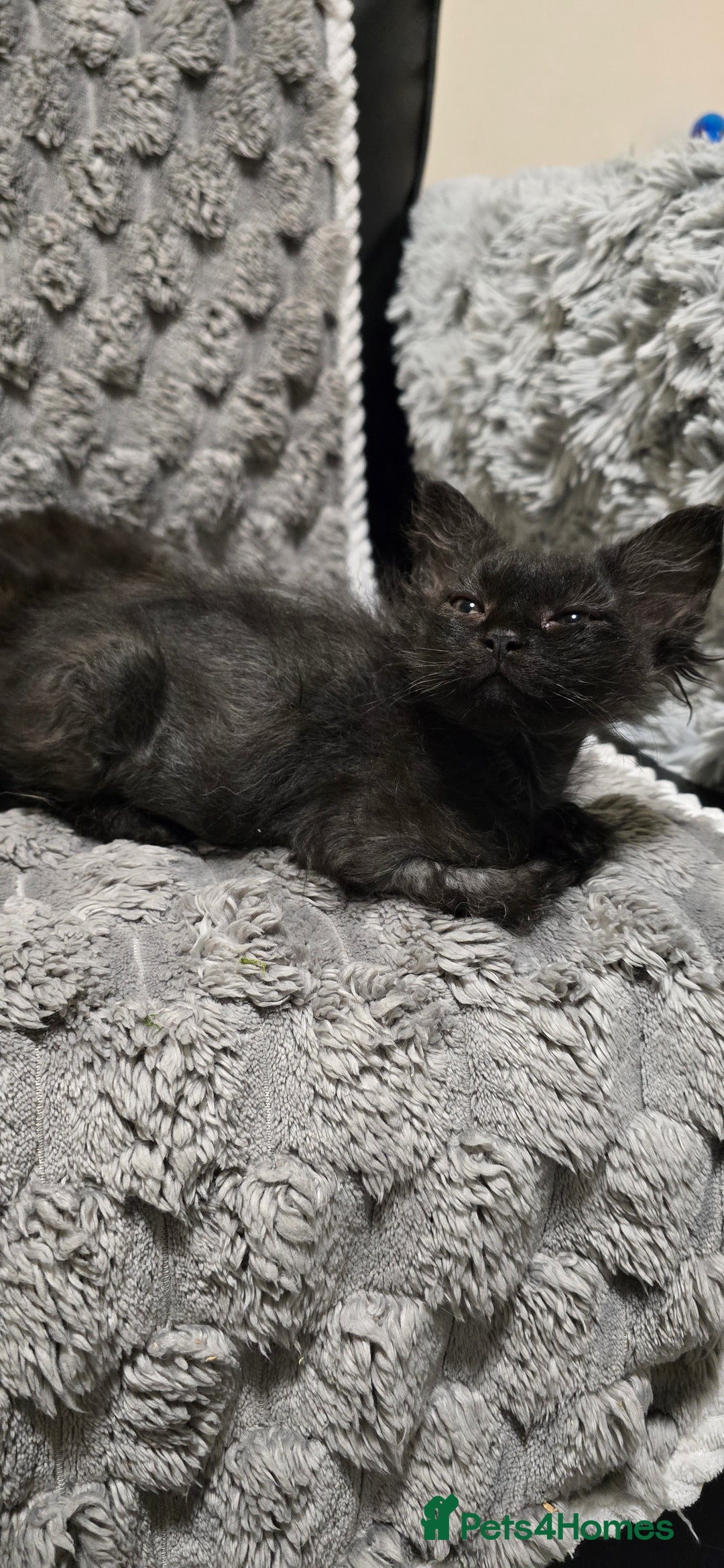LaPerm cats for sale: 2 male Laperm mix kittens, curly haired - Advert 39