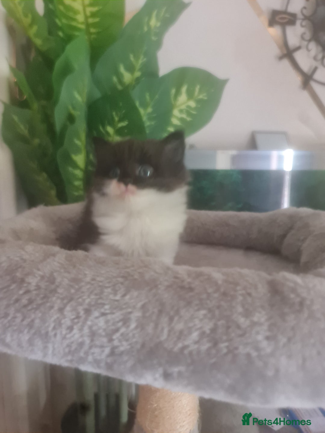 Mixed Breed cats for sale: Stunning  kittens looking  4 new home - Image 9