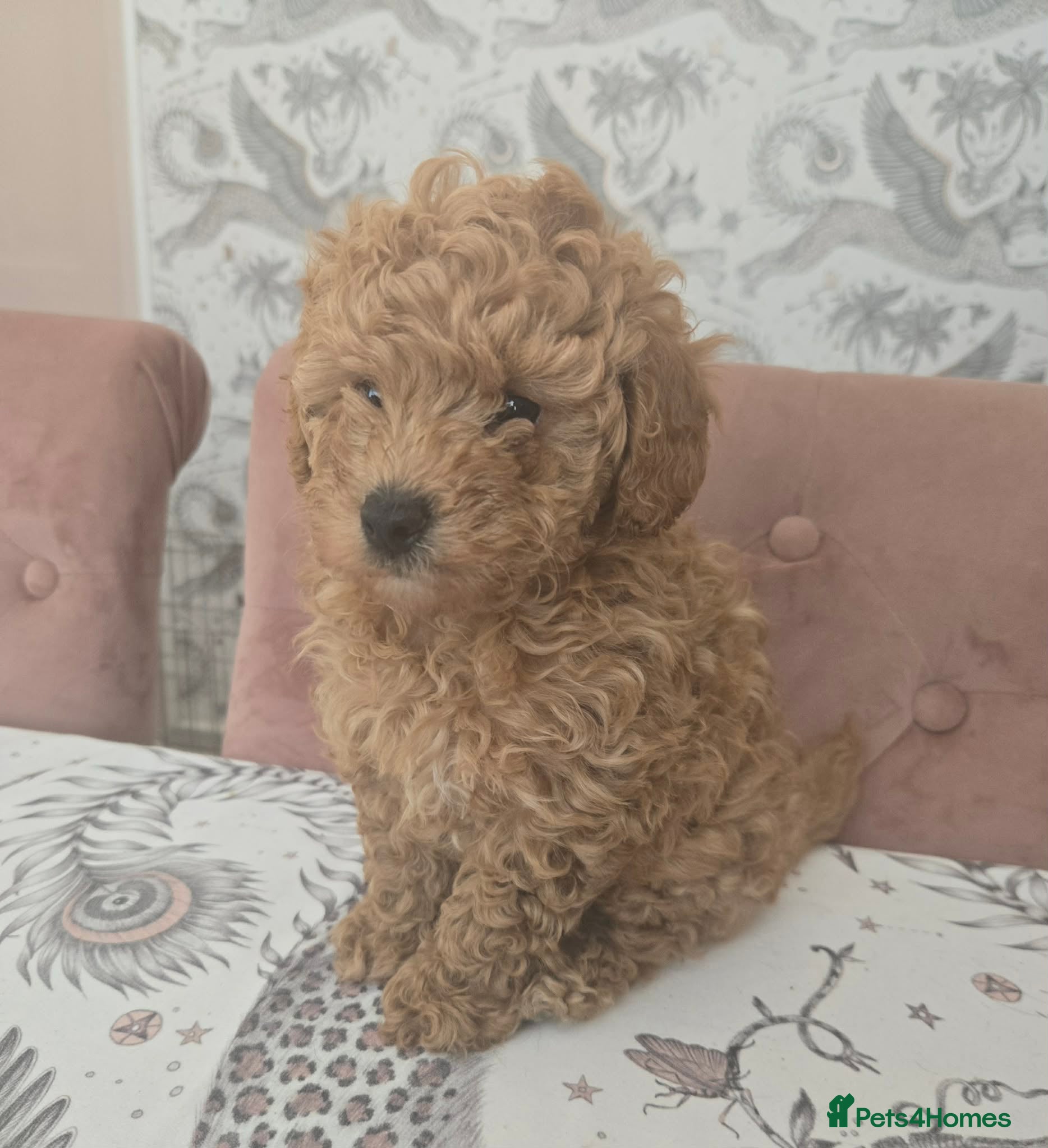 Poochon dogs  Gorgeous poochon boy puppy - Advert 1