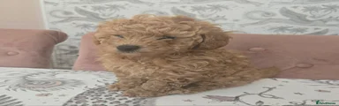 Poochon 1